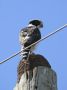 Day01 - 03 * Laughing Falcon
